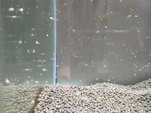 以为鱼缸要爆螺了,结果并没有出现,大量的螺卵到哪里去了?