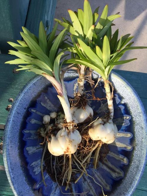 秋季买的盆栽百合花,养好鳞茎,冬季不让它枯萎,来年可