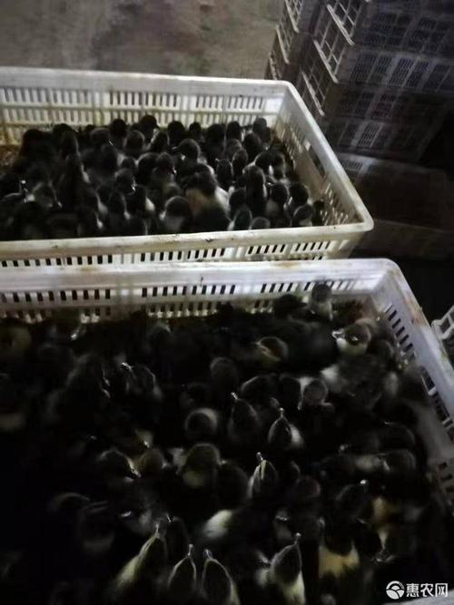 黑番鸭苗 成信第一,质量保正,专做番鸭
