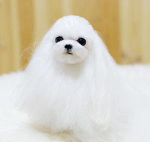 马尔济斯犬