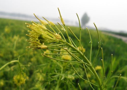 麦蒿的花序及角果转载本文请联系原作者获取授权,同时请注明本文来自