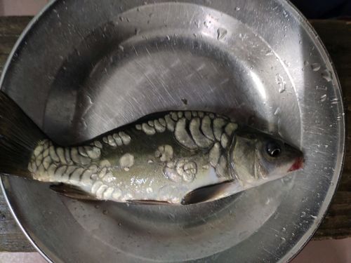 鲤鱼鳞片的奇怪现象