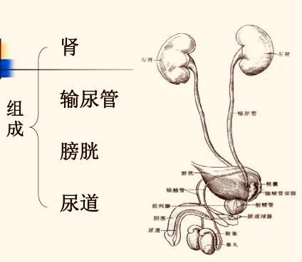 泌尿系统结石手抄报 手抄报模板大全