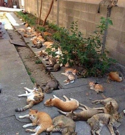 场面壮观!种猫薄荷驱蚊虫 却引来一大波流浪猫