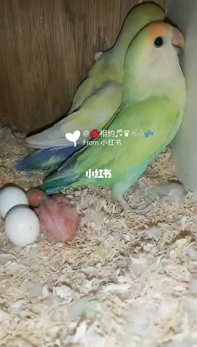 牡丹鹦鹉#白面金顶蓝腰澳桂_牡丹_手养牡丹鹦鹉_宠物