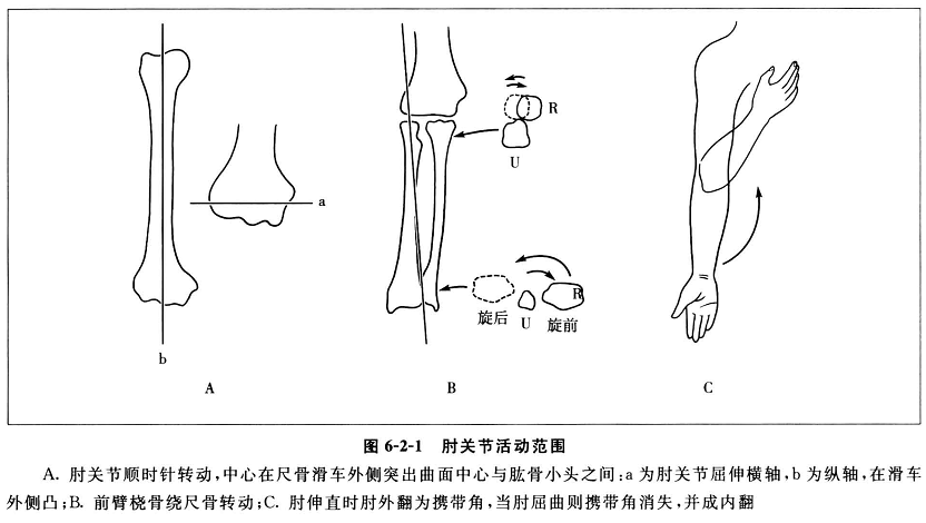 肘关节运动的生物力学