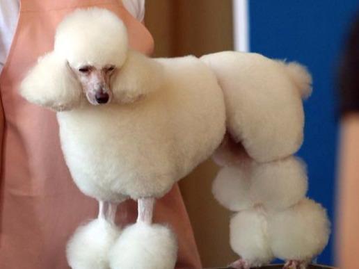 养了那么久的"泰迪",原来你不知道,跟贵宾是一个品种?