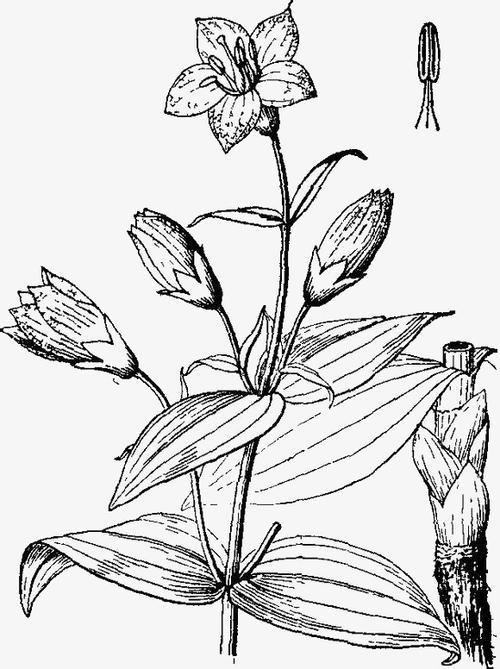 黑色手绘植物花朵