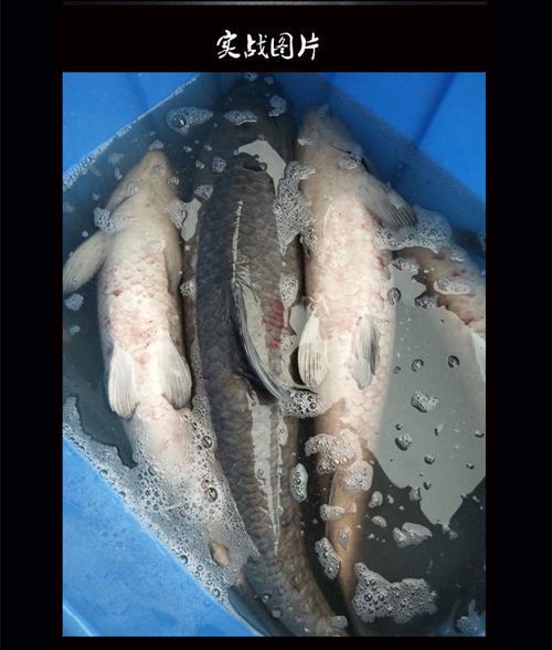 绑好成品大物巨物草青鲟鱼歪嘴钓鱼子线对钩伊势尼进口鱼钩 子线20号