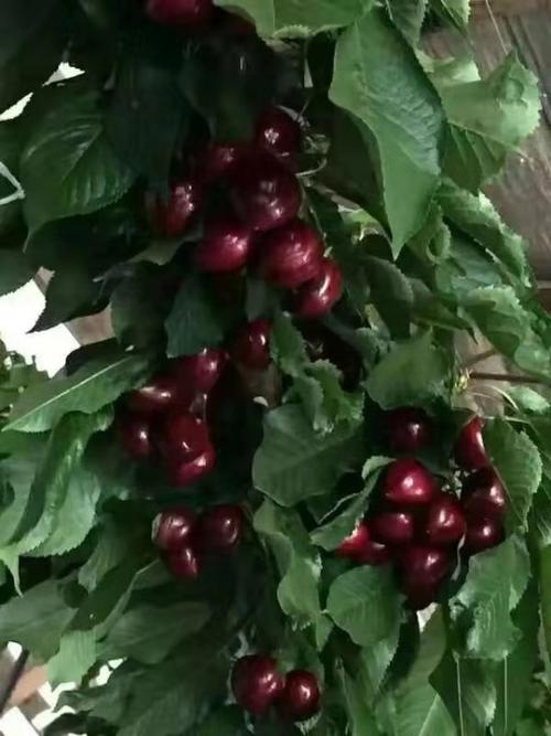 垫江车厘子苗价格,垫江车厘子树苗价格