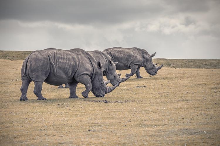 壁纸,犀牛,三 3,动物,下载,照片