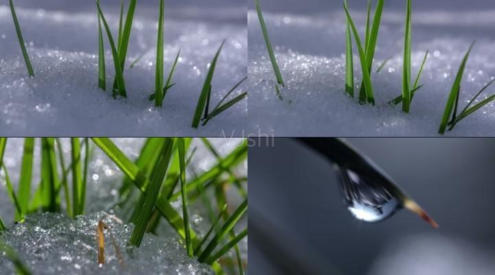 冰雪融化消融_积雪融化_绿草_叶尖水滴落