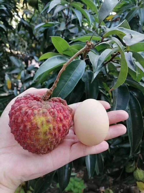 指南专供|比鸡蛋还大的海南火山荔枝王,5斤只要￥188