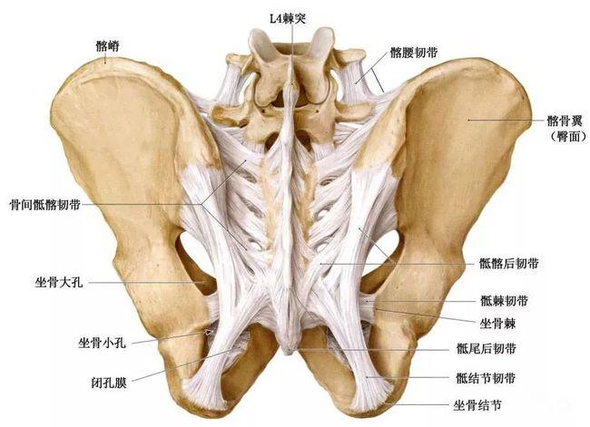 其深部有上,下带自骶骨耳状面后压迹到髂结节,这些带被一个更浅表的