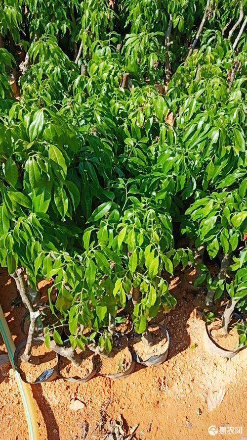 冰荔 飞子笑荔枝树苗