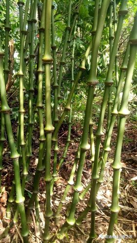 扶贫故事74走进筇竹之乡大关县木杆镇