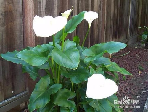 马蹄莲叶子发黄怎么办