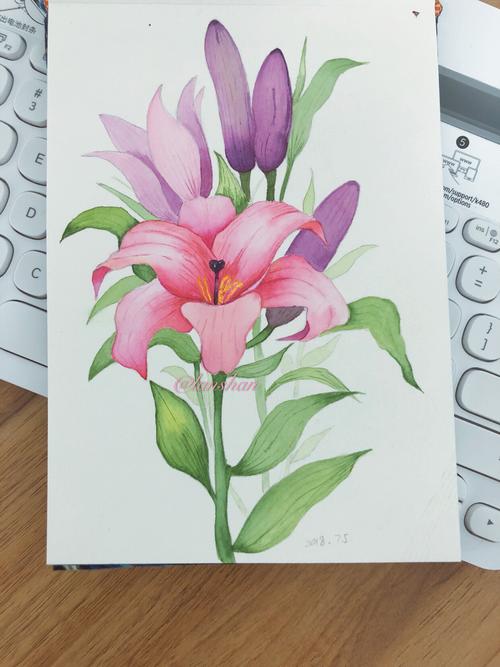 水彩百合花画了两次对比图