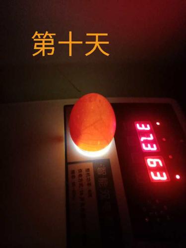 其它 小鸡孵化记 写美篇7月29日  星期三   孵蛋第15天  今天也用手机