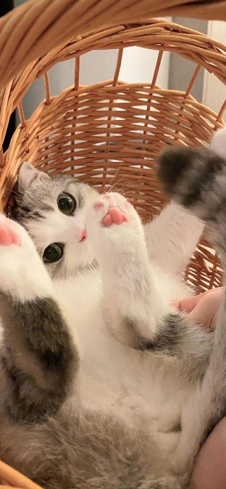 壁纸|猫咪小泡芙