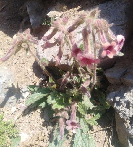 沐浴春风地黄花