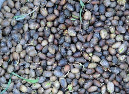 金丝楠树果实图片