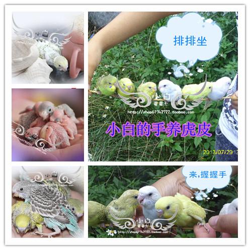 大头虎皮鹦鹉 牡丹鹦鹉手养雏鸟宝宝幼鸟种鸟日本品种能学话