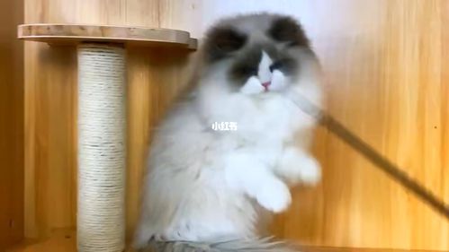 波斯系海双布偶_布偶猫_宠物_猫