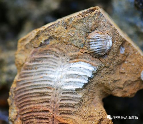 恩施一地又发现3亿年前海底腕足动物化石新种类,好漂亮