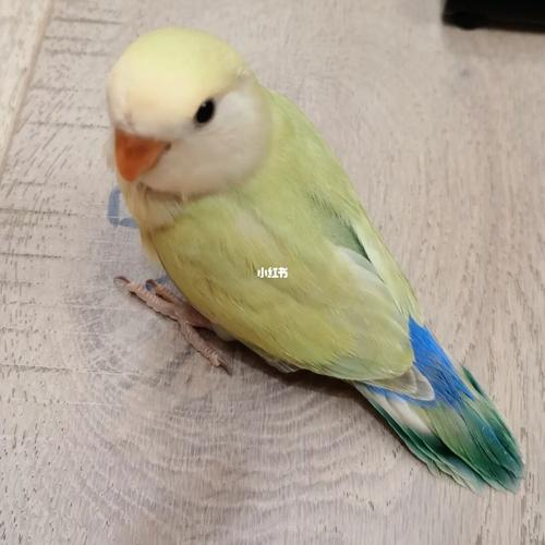 牡丹鹦鹉宝宝金顶白面奥桂为啥是网红鸟