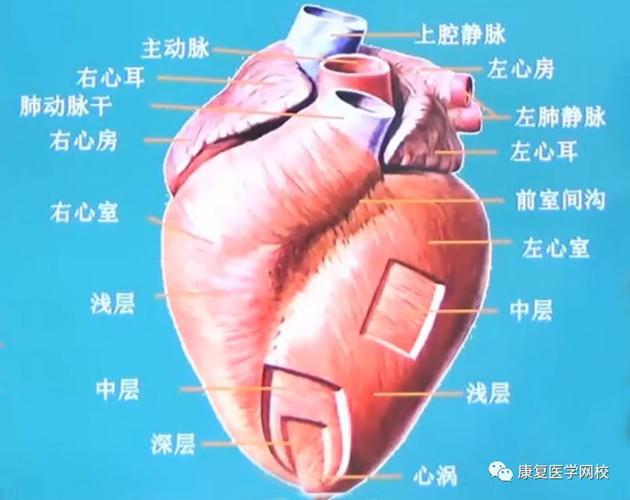 19年康复考试必背考点038:循环系统—心脏各腔及心壁