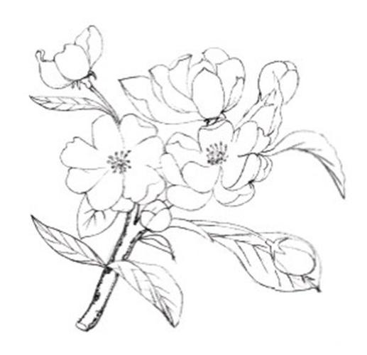 水粉花卉画入门:海棠花的绘画步骤教程(3)