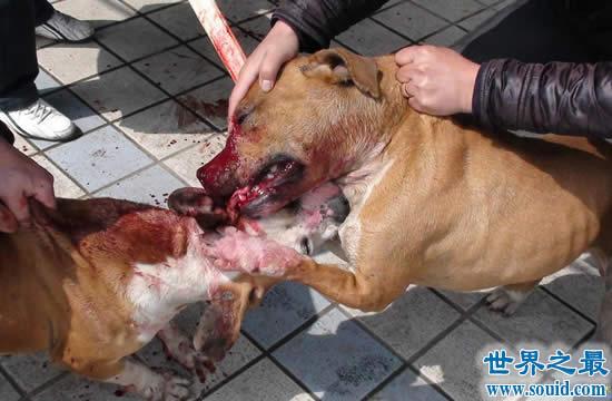 世界上战斗力最强的狗鬼獒青狼獒屈居第二世界之最网