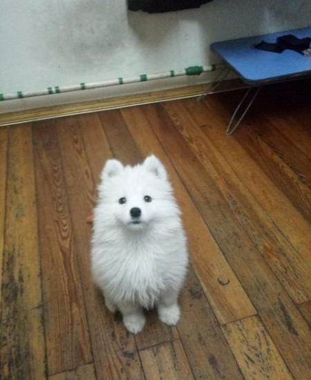 澳版熊版萨摩幼犬纯种母1200