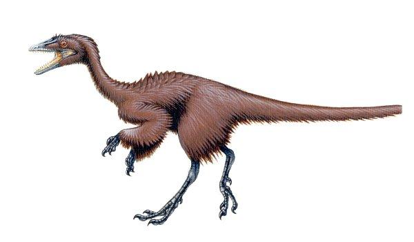 美颌龙属(学名:compsognathus)又称细颚龙,细颈龙,新颚龙,秀颚龙,是一