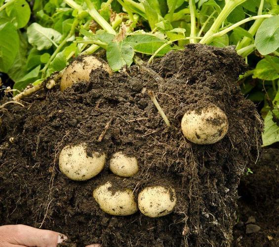 用塑料桶,塑料袋在家里种土豆,掌握这种方法,几个月收获满满