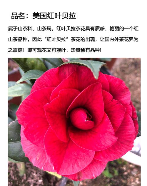 美国进口珍稀茶花品种红叶贝拉黑贝拉花大花卉盆栽植物 红叶贝拉分叉