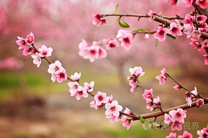 杏仁花春季背景美丽的粉红色的春天嫩花开花粉红杏仁樱桃花特写春季
