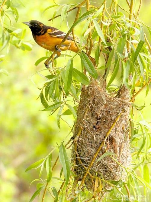 这一张照片来自网络,为了显示悬挂鸟窝的样子.