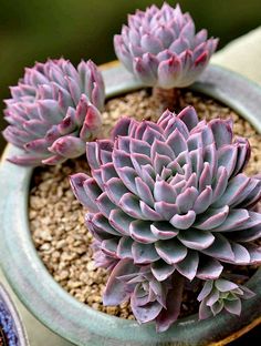 紫罗兰女王 多肉植物