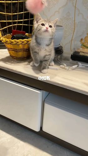 2个月的蓝猫虎斑串妹妹_蓝猫_领养_猫咪_疫苗_串串_西安猫咪领养_宠物