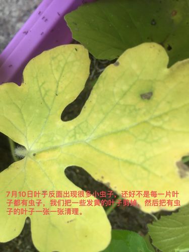 甜瓜生长记