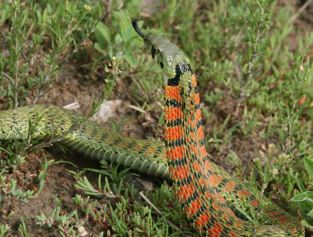 "鸡冠蛇"真的存在!身为无毒蛇却体含剧毒?其实全是蟾蜍的功劳