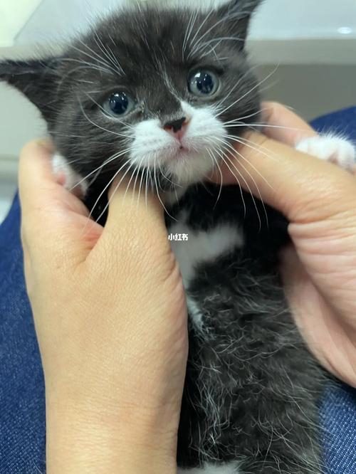 奶牛猫_蓝猫_宠物_猫