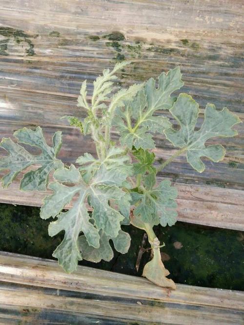 栽上20多天了,也不像除草剂药害啊.