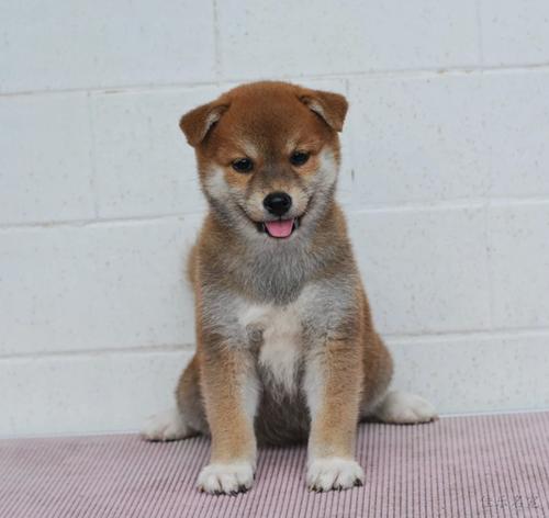 柴犬幼犬