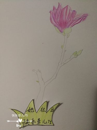 彩铅画来一枝玉兰花彩铅笔没有买教材一样的很难对上颜色会有偏差效果