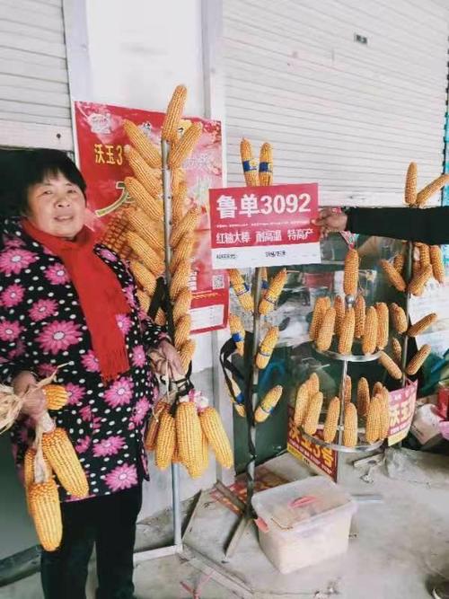 鲁单3092 超级玉米