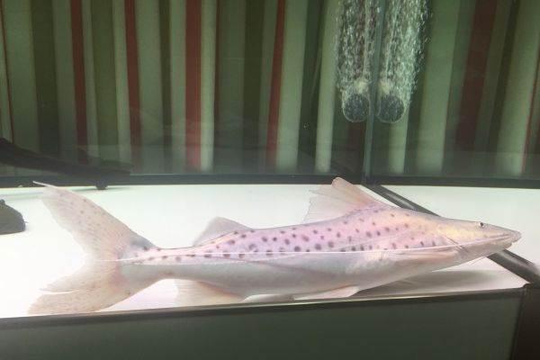 河口银身型撒旦鸭嘴40cm极 品