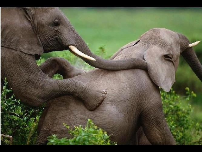 野生动物的交配ppt